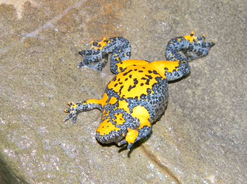 ululone dal ventre rosso
